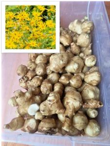 White Mammoth Organic Sunchoke / Jerusalem Artichoke - Helianthus tuberosus - Picture 1 of 8