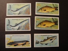 CHURCHMANS  FISHES OF THE WORLD BARRAMUNDA COD CARP BLUE SHARK COARSE SEA FISH