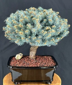 Dwarf Globe Blue Spruce Bonsai Tree 16"H Outdoor Evergreen Picea Pungens Globosa - Picture 1 of 2