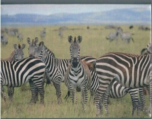 Zebraherde kleines aufgespanntes Leinwandbild 6 x 8 Zoll (15 x 20 cm) - Bild 1 von 1