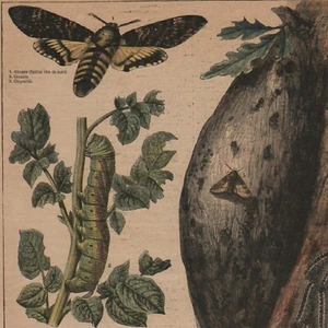 Crépusculaires - Insectes nuisibles - Gravure de presse 1897 - Picture 1 of 2