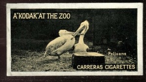 Tobacco Card, Carreras, KODAK AT THE ZOO, A Series, 1924, Pelicans, #48