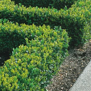 Box Hedging Plants 20-40cm Buxus Sempervirens Dense Evergreen Hedge Potted - Picture 1 of 36