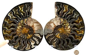 Large Black Ammonite Split PAIR Deep Crystals XXLARGE 7.0" 178mm fossil 3073xx - Picture 1 of 9