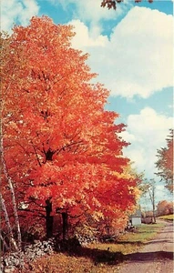 Fire Leaf Maple Tree along a Rural Country Road stone wall fence  Postcard - Picture 1 of 2