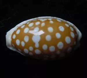 Seashell Cypraea cribraria 31,5 mm F++ - Imagen 1 de 4