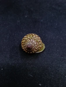 papuina admiralitatus land snail 24.8mm Sea shell. home collectors #14562 - Picture 1 of 4