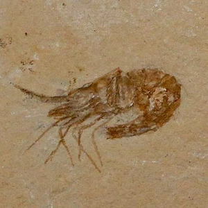 Gamberetti fossili Carpopeneus Cretaceo 1,5" età 100 milioni Libano certificato di autenticità - Foto 1 di 7