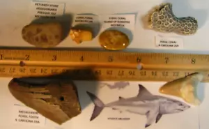 6 FOSSILS 2.9in MEGALODON TOOTH 1.6in OTODUS OBLIQUUS PETOSKEY STONE 3+CORAL#142 - Picture 1 of 14