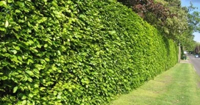50 Hornbeam Hedging 2-3ft Carpinus betulus Bareroot Native Wildlife Friendly - Image 1 of 3