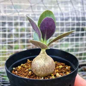 Hermoso jardín de 1-2 cm 1 pieza plántula Othonna Triplinervia plantación rara - Imagen 1 de 5