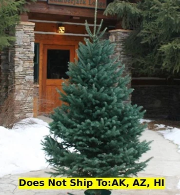 Black Hills Spruce Tree in 1GalPot Outdoor Evergreen Starter Tree Deer Resistant - Image 1 of 4
