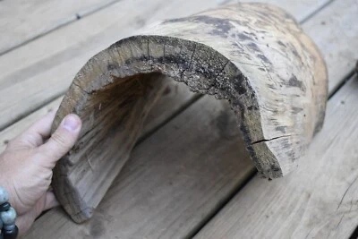 BEETLE ART!  TUNNEL CAVE DRIFTWOOD TERRARIUM AQUARIUM FISH TANK TAXIDERMY DECOR - Image 1 of 4