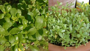 2500+ Samen Portulaca oleracea sativa - Portulak - Bild 1 von 2