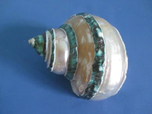 polished Green Turbo imperialis 113mm length =(4.4 inch)- Nice shell - Picture 1 of 1