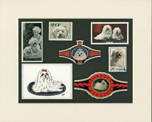 MALTESE ORIGINAL OLD DOG COLLECTABLE CARDS STAMPS AND BANDS READY MOUNTED - Picture 1 of 1