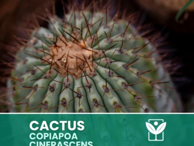 BOTANIS Browningia Amstutziae – 10 Semi – Cactus Seeds, Pianta Succulenta, Cactaceae, Fi