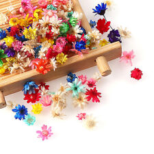 100/200PCS Real Dried Flowers Brazil Little Star Flower For DIY Art Craft JR