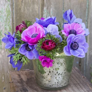 Anemone de Caen Blue Poppy and Rose ,Red Colors 40 seeds - Picture 1 of 3