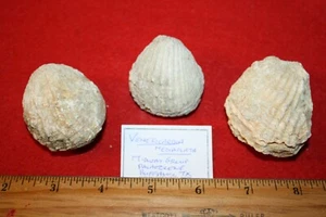 Paleoceno Venericardia mediaplata caparazón bivalvo fósil Midway Group Texas 1/oferta - Imagen 1 de 4