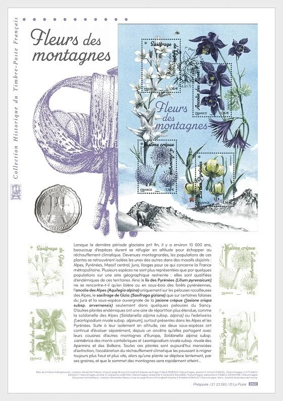 france 2023 Mountain flowers Alpine Columbin Aquilegia alpina lily ms4v DOC PHI - Image 1 of 1