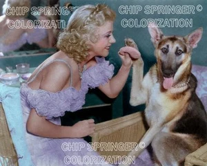GINGER ROGERS AND A GERMAN SHEPARD BEAUTIFUL COLOR PHOTO BY CHIP SPRINGER - Picture 1 of 1