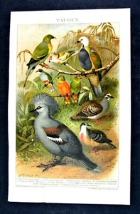 1894.Antica Cromolitografica:TAUBEN.. PICCIONI VARIETA...Brockhaus.ETNA - Bild 1 von 1