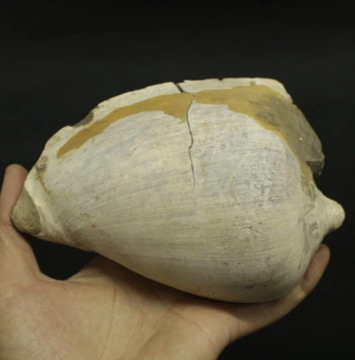 900Gr Natural BIG Gastropod  Sea Shell Fossil rough Mollusca - Image 1 of 4