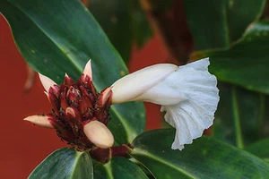 SAMEN Spiral-Ingwer wird in der indischen Volksheilkunde zur Behandlung eingeset - Bild 1 von 1