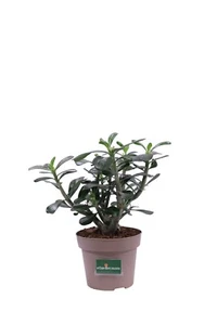 Pianta di Adenium Obesum Anouk vera fiore rosso ornamentale da arredo interno - Foto 1 di 3
