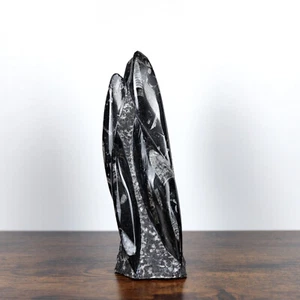 Orthoceras-Fossilturm Minerals Urtintenfisch Donnerkeil aus Marokko - Bild 1 von 7