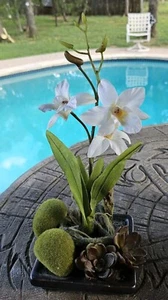 Gorgeous Faux 12" White Orchid Flower Potted Plant In Ceramic Dish Home Decor - Picture 1 of 8