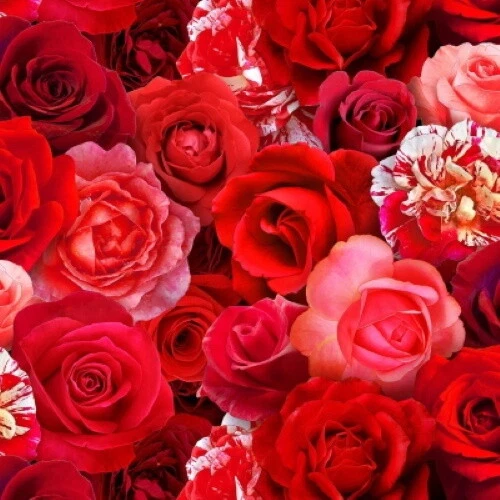 Elizabeth's Studio DigitaL Garden D523 ROJO Impreso Digitalmente Rosas Rojas Algodón Foto 1 de 1