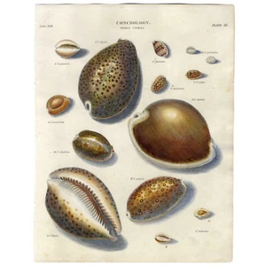 RARA 1802 REES CYCLOPEDIA incisione colorata a mano CONCOLOGIA (Conchiglie) Pl. 88 - Foto 1 di 8