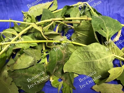 EWE Rompe Saraguey PLANTA HIERBA religion yoruba ifa africana santeria