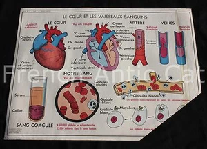 Affiche scolaire vintage MDI 11 12 coeur vaisseaux sanguins sang deglutition - Imagen 1 de 11