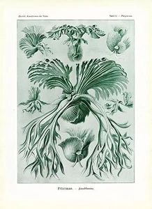Ferns Drawing Filicinae Scientific Illustration Ernst Haeckel 4 x 6" - 16 x 20" - Bild 1 von 5