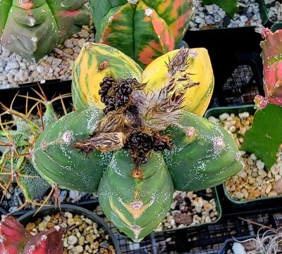 Astrophytum myriostigma  nudum Variegata cv.kikko  (15 seeds) - Image 1 of 4