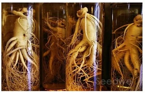 100 Bulk Suma Brazilian Amazon Jungle Ginseng Seeds Root Rain Forest Plant RARE - Picture 1 of 4