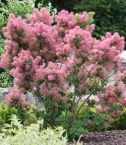 BALDUR-Garten Perückenstrauch Cotinus 'Smokey Joe®',1 Pflanze - Bild 1 von 2