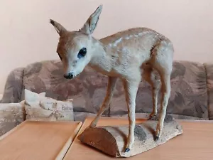 Rehkitz Kitz Tierpräparat ausgestopft aus Jagdnachlass Taxidermy - Bild 1 von 2