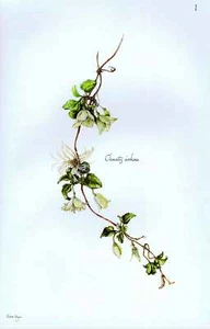 Clematis cirrhosa Blumen Zypern Vintage Lithographie - Bild 1 von 2