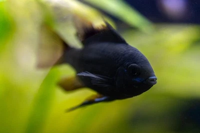 1 Adult Male German Black Knight Ram Cichlids | Live Fish | U.S. Bred - Image 1 of 4