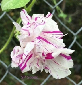 Peppermint Twist HIGE Morning Glory - i. Pupurea - 6 seeds - Feathered pom red - Picture 1 of 3