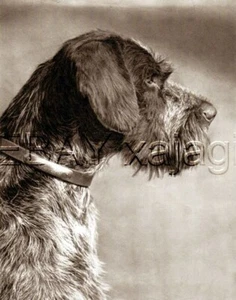 Puntero alemán de pelo duro retrato Deutsch Drahthaar, impresión Qualtiy 1941 - Imagen 1 de 1