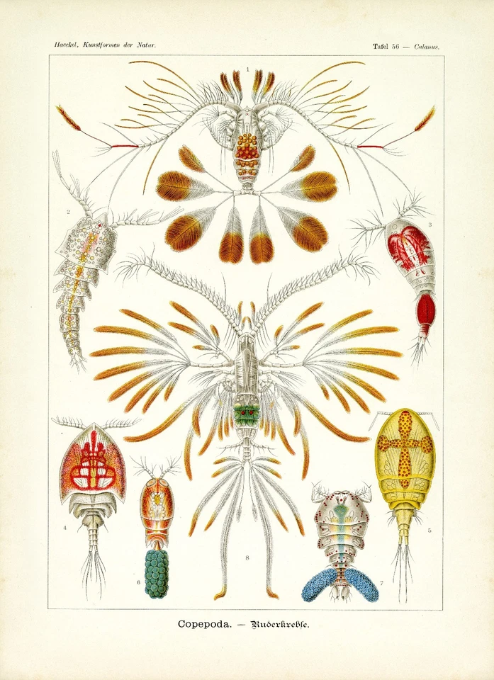 Sea Life Aquatic Crustaceans Ernst Haeckel's formas de arte de la naturaleza ilustración Foto 1 de 4