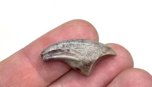  Dinosaur Claw Fossil from Niger Dino Bones Kryptops Eocarcharia - Picture 1 of 3