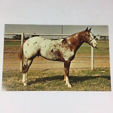 Joker's Monte Appaloosa Horse Postcard 60's Era Joker B Son