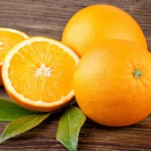 Glenn Navel Orange Grafted Plant Fruit Tree Tall 24 inchs - Picture 1 of 8