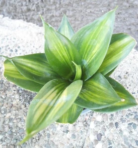 Sansevieria trifasciata hahnii „Green Mould Variegated“ # 2 - Bild 1 von 23